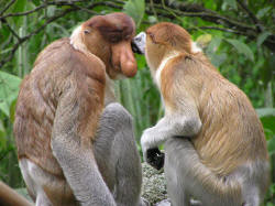 proboscis monkey